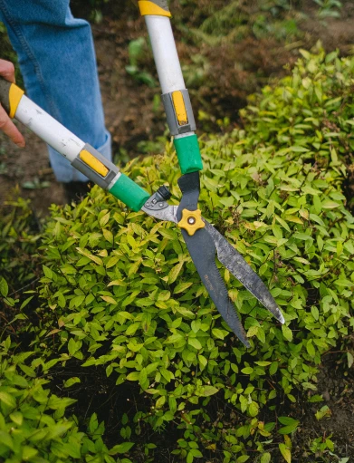 Clayton Garden Services